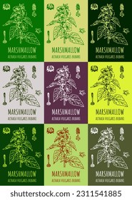 Set drawings MARSH MALLOW in different colors  Hand drawn illustration  Latin name ALTHAEA OFFICINALIS L 