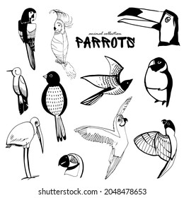 Set of drawn parrots. Wild and domestic birds. Silhouettes of exotic birds. Drawing of different birds. Birds of the tropics. Zoo animals. Ink drawing