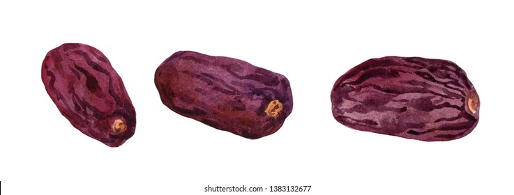 Set Of Dried Fruit Dates. Watercolor