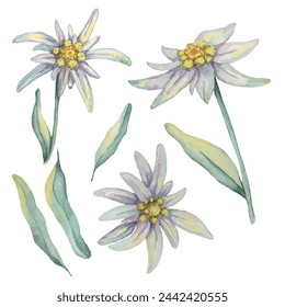 Set of edelweiss elements in watercolor; Edelweiss clipart set. Watercolor illustration of three flowers and leaves. Leontopodium nivale hand drawn artwork isolated on white background. 