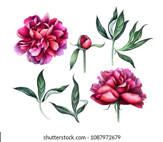 Set of elegant burgundy peonies isolated on white background. Hand drawn watercolor illustration.
