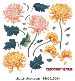 Set of elements of chrysanthemum flower to create designs