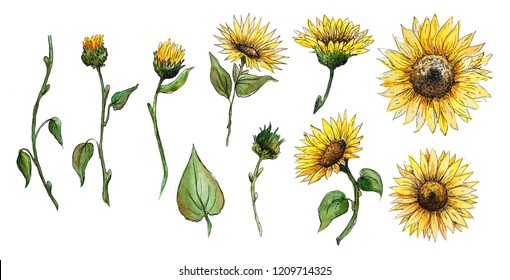 Set of elements flowers, buds, stalks of a sunflower watercolor graphics isolated