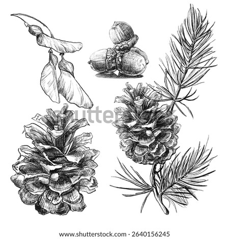 Set of elements flowers and leaves and cone. Hand draw illustration, black lines sketch for your design