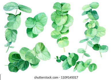 set  elements, green branches and eucalyptus leaves on isolated background, botanical painting, watercolor illustration