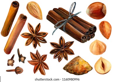 set of elements on isolated white background, watercolor illustration, hand drawing, cinnamon, anise, carnation, nuts.