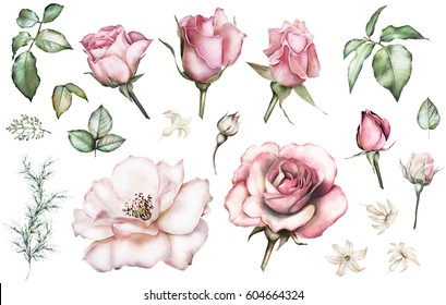 Set elements of rose. Collection garden and wild flowers, branches, illustration isolated on white background, bud, leaf, herbs. Watercolor style