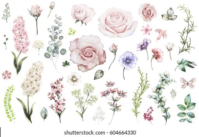 Set elements of rose, hyacinth. Collection garden and wild flowers, branches, illustration isolated on white background, eucalyptus, bud, exotic leaf, herbs. Watercolor style