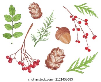 set of elements of the summer forest, watercolor illustration isolated on a white background, fir twigs, berries, cones, acorn; sticker, scrapbook