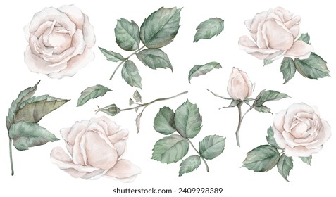 Set elements of white rose, collection garden flowers, leaves. Clipart watercolor hand painting illustration on isolate white background. For bouquets, wreaths, wedding invitations, anniversary