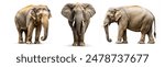 Set of the Elephant isolated on white background. clipping path