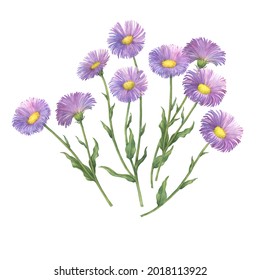 1 469件の 野菊 の画像 写真素材 ベクター画像 Shutterstock