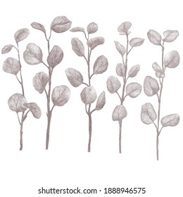 Set Of Eucalyptus Branches With Leaves Hand Sketched Pencil Illustration, Sepia, Isolated