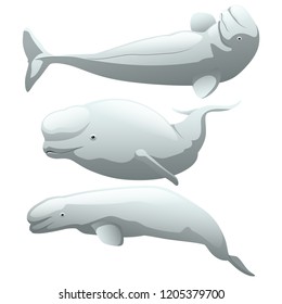 A set exotic beluga whale isolated white background