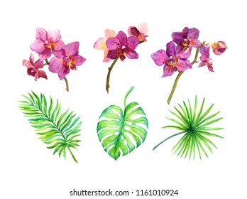 Set Of Exotic Leaves And Tropical Flowers - Orchids. Watercolor Painted Tropic Plants Collection