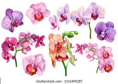 set of exotic orchid flowers on isolated white, botanical painting, watercolor illustration, tropical flora
