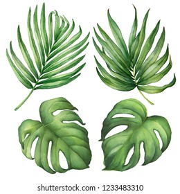 Set of exotic tropical green palm and monstera leaves. Watercolor hand drawn painting illustration isolated on a white background.