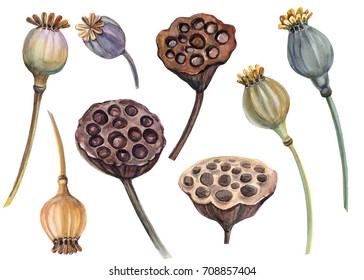 set of f poppies, seeds, lotus, autumn watercolor illustration, hand drawing