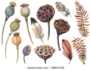 set of feathers, poppies, seeds, lotus, autumn leaves watercolor illustration, hand drawing