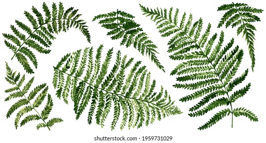 A set of fern leaves, painted with watercolor.