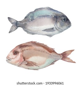 Set Of Fish. Dorado Fish And Pink Sea Bream. Watercolor Illustration On White Background.