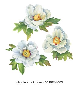 Set of flower semi-double white peony with leaves (Paeonia suffruticosa, plant known as Paeonia rockii). Watercolor hand drawn painting illustration, isolated on white background.
