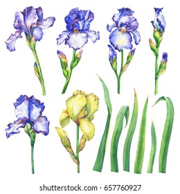 Set flowering blue and yellow Iris with bud. Watercolor hand drawn painting illustration, isolated on white background.