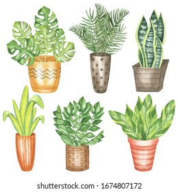 Set Of Flowerpots In Pots: Monstera, Zamioculcas, Areca Palm, Shell Ginger Plants, Snake Plant, Yucca Plant. Isolated Elements On A White Background. Watercolor Hand Drawing.