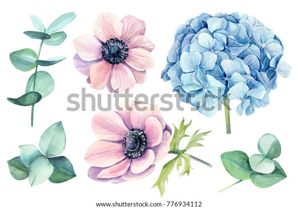 花をセット アネモネ アジサイ ユーカリ 水彩植物イラスト 手描き のイラスト素材
