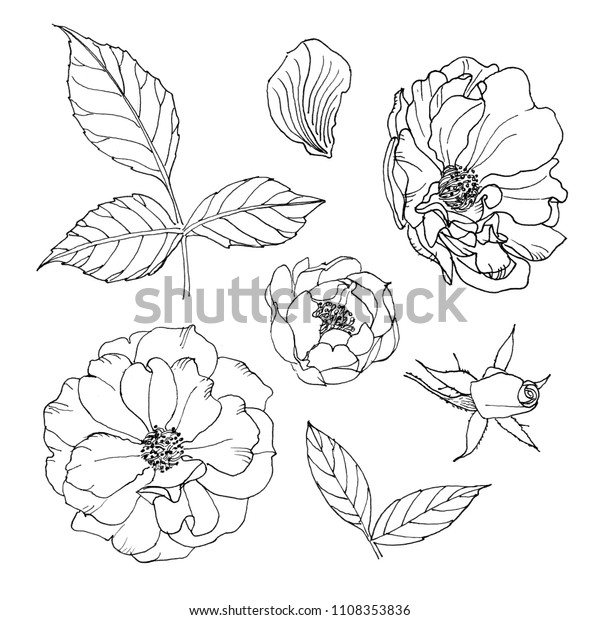 白い背景に花の黒い線 蕾と葉のバラのセット のイラスト素材