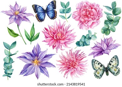 Set of flowers, clematis, peony, eucalyptus, dahlia and butterfly. Watercolor floral illustration