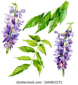 set of flowers and green leaves of wisteria on a white background, watercolor, botanical painting, spring clipart