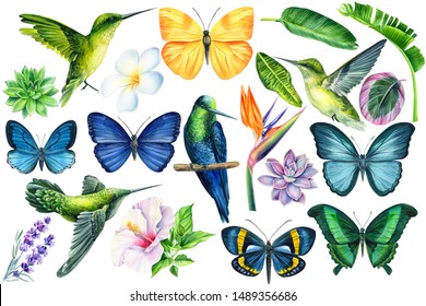 set of flowers hibiscus, plumeria, design, strelitzia, succulents, palm leaves, tropical butterflies and birds, hummingbirds on an isolated white background, watercolor painting, hand drawing.