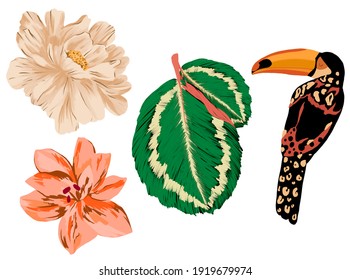 Set flowers, leaves and toucan illustrations