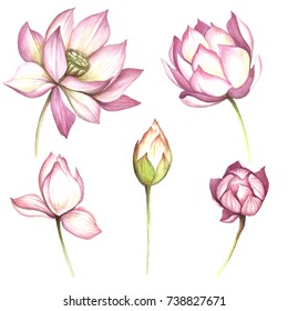 Set with flowers lotus. Hand draw watercolor illustration.