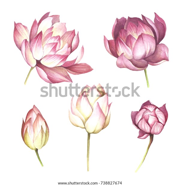 ハスの花をセット 手描きの水彩イラスト のイラスト素材 738827674