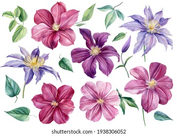 Set of flowers on an isolated white background. Watercolor illustrations. pink and purple climates