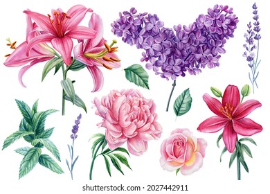 Set of flowers on an isolated white background, watercolor illustration, lilac, rose, lavender, lily, peony and mint