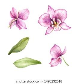 Set with flowers orchids and leaves. Hand draw watercolor illustration.
