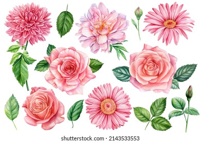 Set flowers  pink dahlia  roes  gerbera isolated white background  watercolor illustration