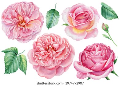 White Rose Clipart High Res Stock Images Shutterstock White Rose Clipart High Res Stock Images Shutterstock