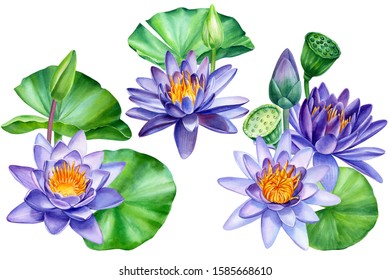 set flowers purple lotuses  buds  seeds an isolated white background  watercolor botanical painting  tropical plants 