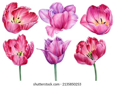 Set Flowers. Spring Flower. Pink Tulips On A White Background. Watercolor Tulip Illustration.