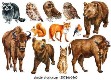 set of forest animals, squirrel, fox, bear, bison, lynx, raccoon and owl. Watercolor drawings, isolated background