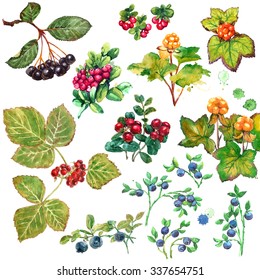 Set Of Forest Berries. Watercolor Painting On White Background.  Cloud Berry, Bilberry And Cow Berry, Aronia Berries (chokeberry), Stone Bramble Berry.