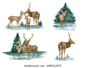 Set of forest deer illustrations. Hand painted realistic watercolor buck, doe and fawn deer sketch. Woodland landscape with mammal animals drawing isolated on white background. Reindeer composition