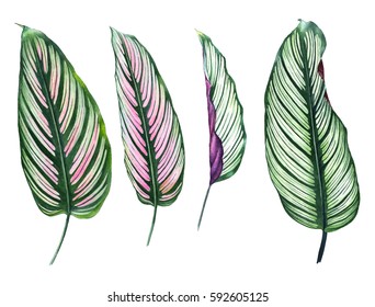 Set of four tropical leaves isolated on white background. Hand drawn exotic leaves illustration in watercolor. Botanical illustration. For your design.