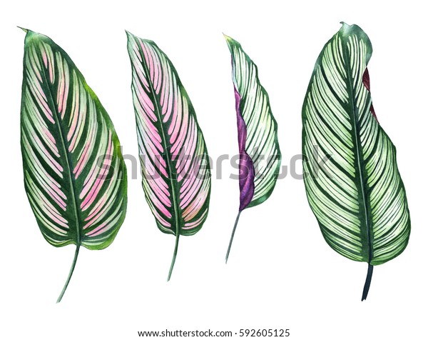 白い背景に4つの熱帯の葉のセット 手描きのエキゾチックな葉のイラストを水彩で描く 植物イラスト デザインに合わせて のイラスト素材