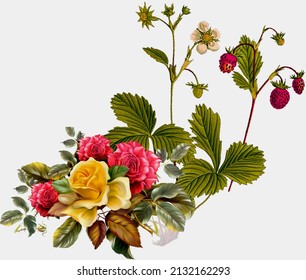  set of garden floral plants. Gorgeous clematis, craspedia, daffodil, irises, peony, poppy, tulip and pansy flowers isolated on white background white and creamy rose flowers vector design wedding bou