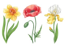 Set Of Garden Flowers. Watercolor Hand Drawn Illustration Of Spring Flowers. Narcissus, Poppy And Yellow Iris. Bright Illustrations For The Design Of Wedding Invitations And Cards
